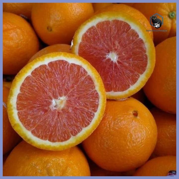 BIBIT JERUK SUNKIST MERAH KONDISI BERBUAH TAMAN TANAMANA BIBIT PEKARANGAN HIASAN BUAH BUNGA