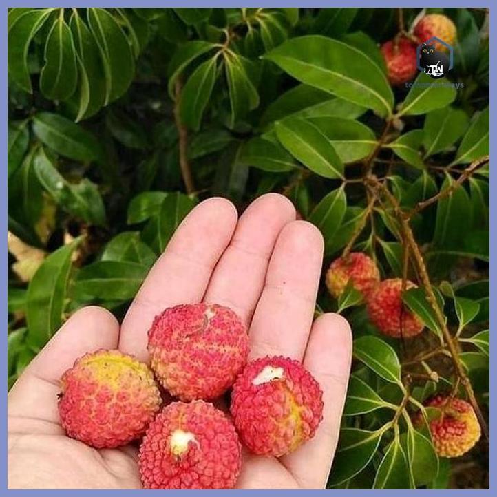 BIBIT LECI MERAH CANGKOK KUALITAS TERBAIK NOMOR SATU TERLARIS TAMAN TANAMANA BIBIT PEKARANGAN HIASAN