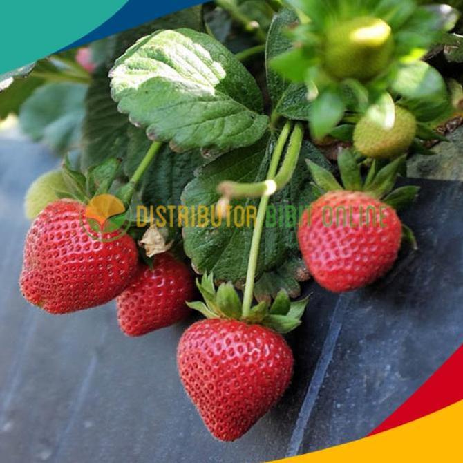 BISA BERBUAH DI POT Bibit Buah Strawberry California