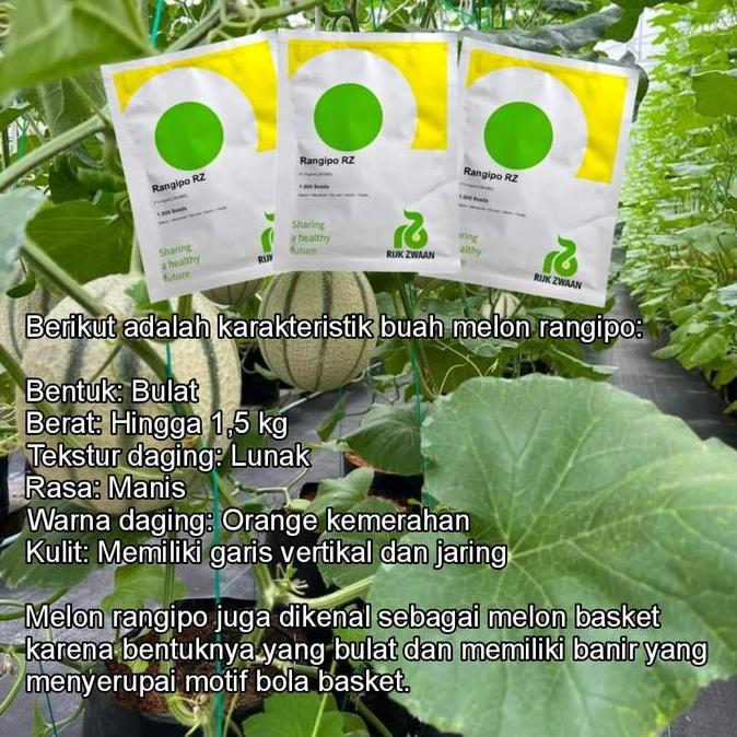 Benih Melon Rangipo RZ Melon Premium Rijk Zwaan 100 Butir