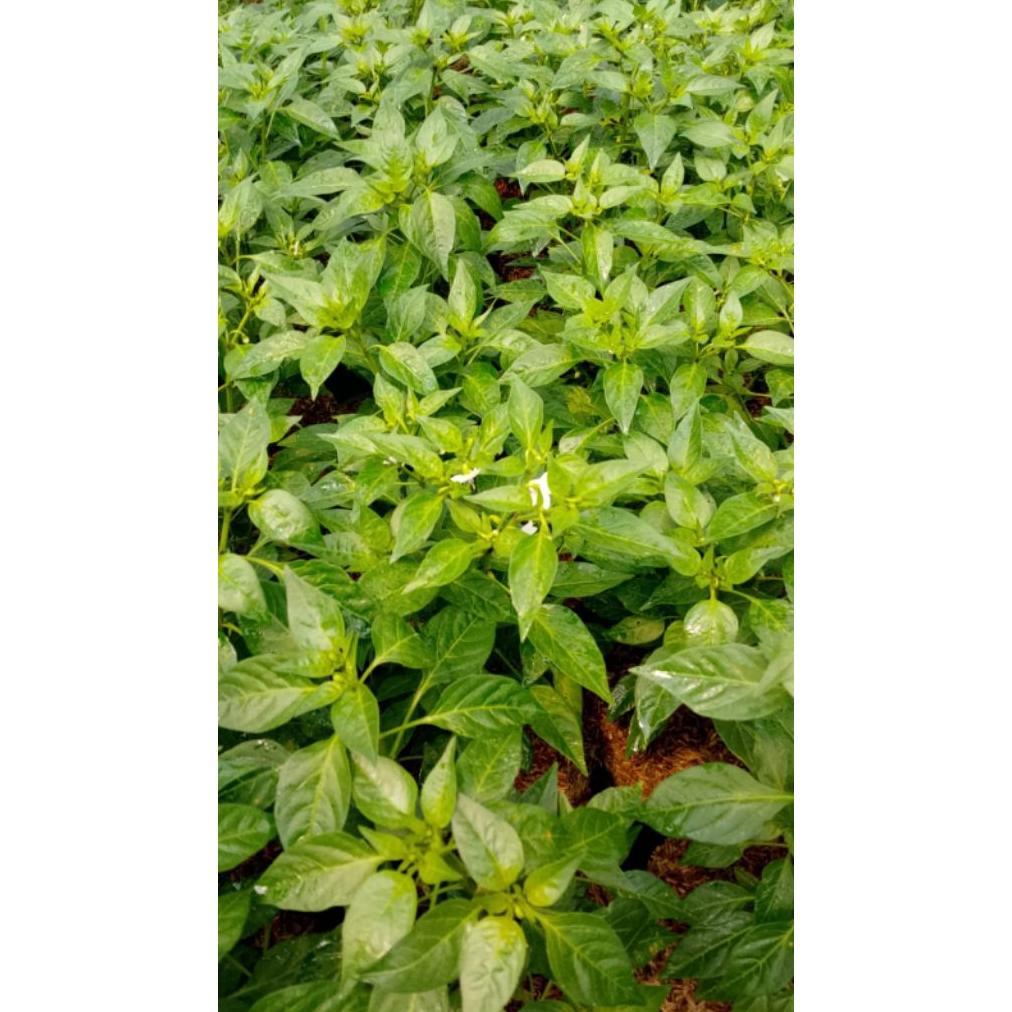 Bisa Cod Ya Kak Paket Hemat Lengkap 25 Macam Bibit Sayur Sayuran Tanaman Herbal Buah Bunga Dll ,,