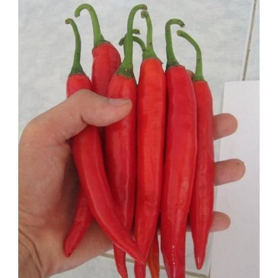 Bisa Cod Ya Kak Bisa Bayar Di Tempat - Cabe Merah Besar 30 Biji Bibit Seed Benih Cabe Merah Besar Sa