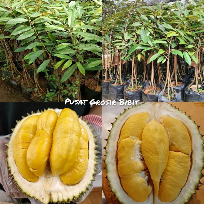 bibit durian musangking kaki 3 hasil okulasi