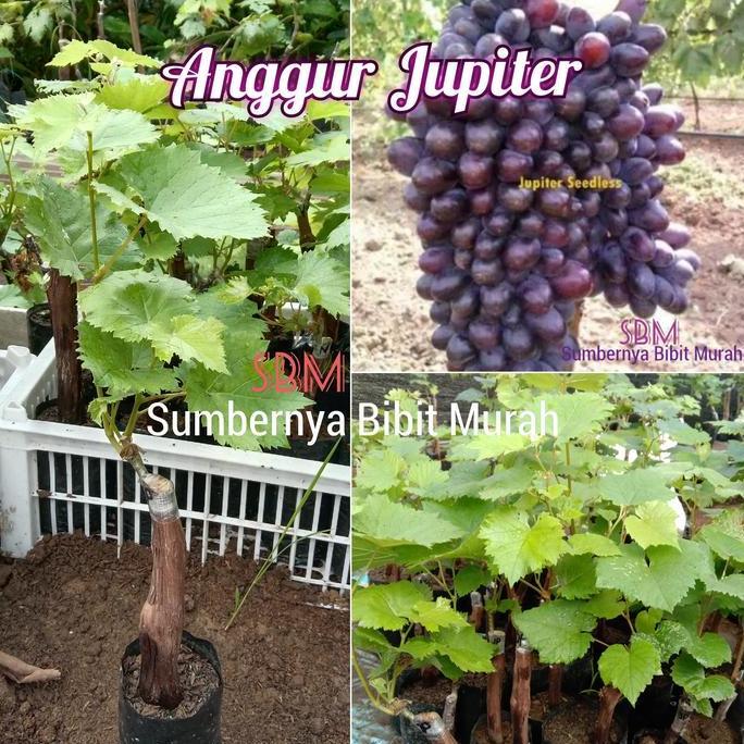 Bibit Anggur Jupiter - Anggur Impor Jupiter grafting