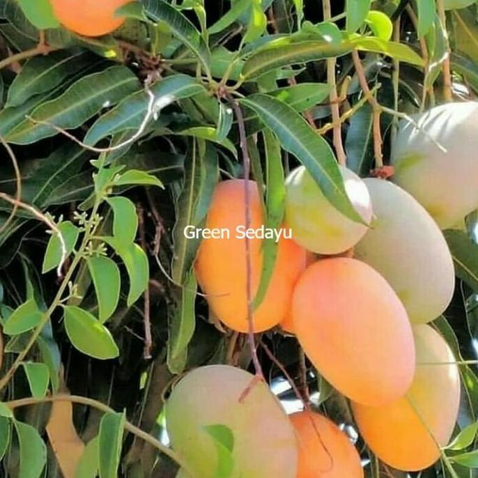 Bibit Pohon Buah Mangga Madu Anggur Siap Tabulampot
