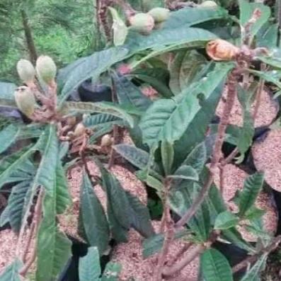 Tanaman Bibit Buah Leci Biwa Sudah Berbuah Dan Berbunga