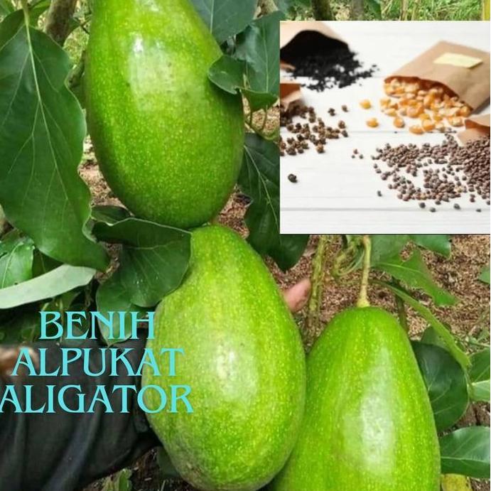 BENIH ALPUKAT ALIGATOR BERKUALITAS PREMIUM SIAP TANAM