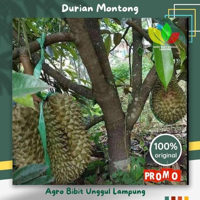 Bibit Durian Montong Asli Tanaman Okulasi Cepat Berbuah Pohon bibit  durian  montong  cepat  berbuah