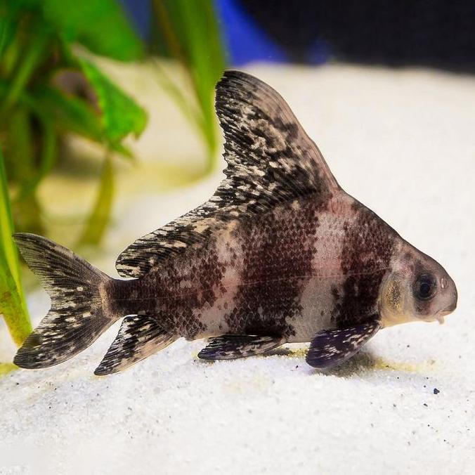 Diskon Chinese High Fin / Chf