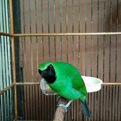Burung Cucak Ijo Jatim Bahan Gacoran
