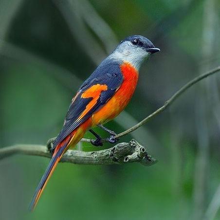 Burung Mantenan Mini Pilihan