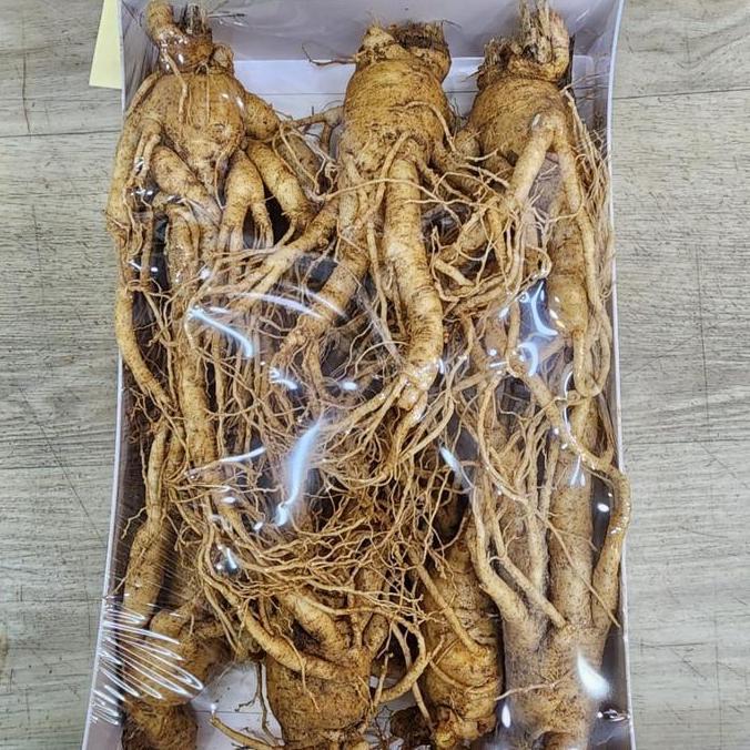 Ginseng Korea Fresh Import Kualitas Terbaik Harga Termurah