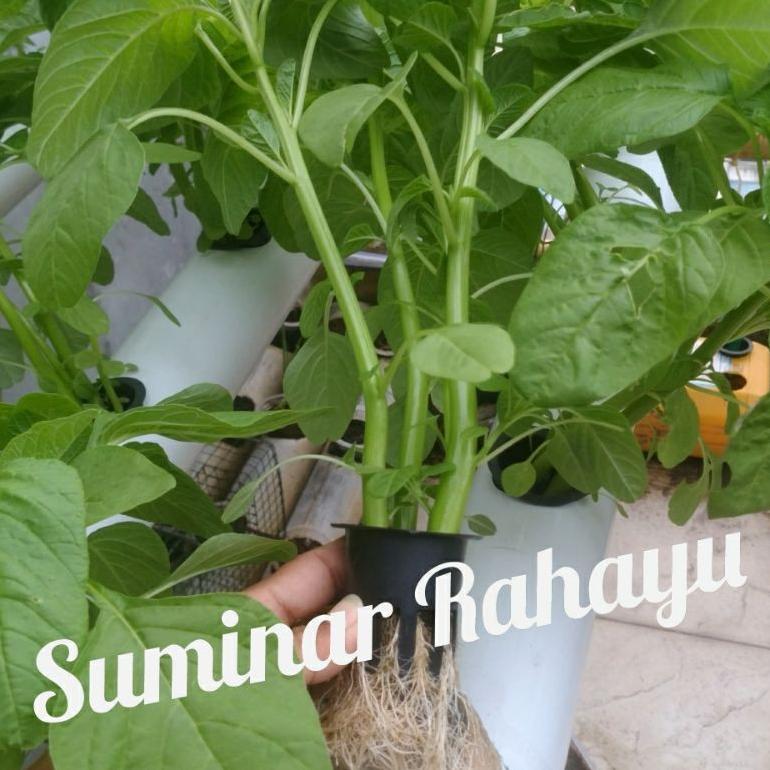 Promo Cod Netpot 5 Cm /Netpot Hidroponik/ Murah Harga Grosir 