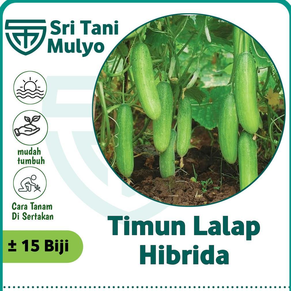 Promo Cod Biji Benih Timun Lalap Hibrida F1 Repack 15 Biji - Bibit Tanaman Sayur Sayuran Toska Jepan