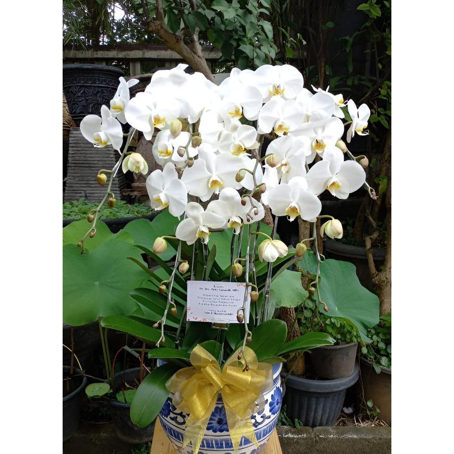 Anggrek bulan dewasa rangkaian 6 Pohon termasuk Pot Keramik CO