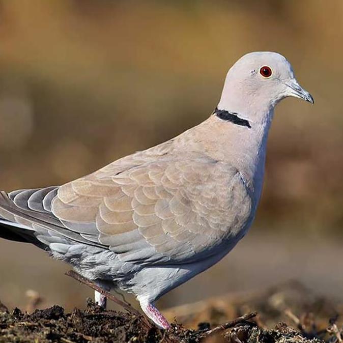 VETAFARM TABLET MULTIVET ISI 100 VETAFARM - MERPATI PIGEON DERKUKU PUTER