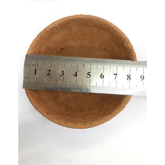 Bisa Cod Kowi-Kowi Jawa/Kowi Merah Ukuran 9Cm ||