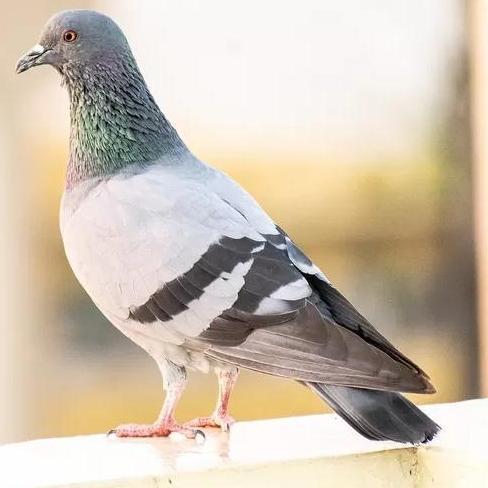 VETAFARM TABLET TONY TREASURE VETAFARM ECERAN - MENGATASI PERMASALAHAN BURUNG