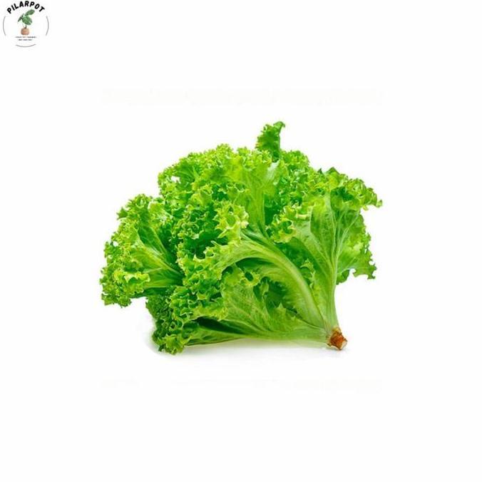 benih bibit selada grand rapids cap panah merah - SELADA GRAND RAPIDS