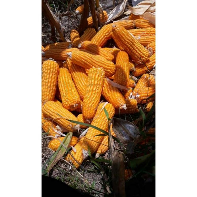 Promo Cod Benih Jagung Hibrida Nk 6172 Perkasa 1Kg #Bibit Jagung#Jagung Perkasa#Bibit Nk Perkasa 