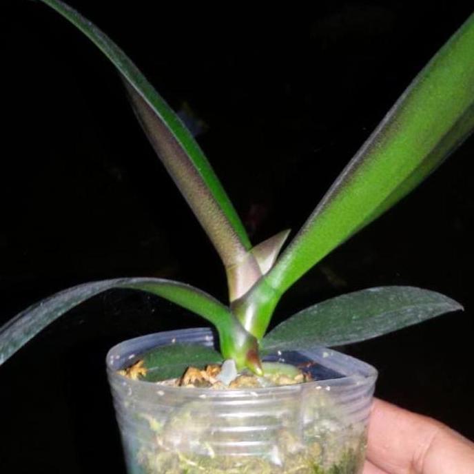 anggrek bulan remaja