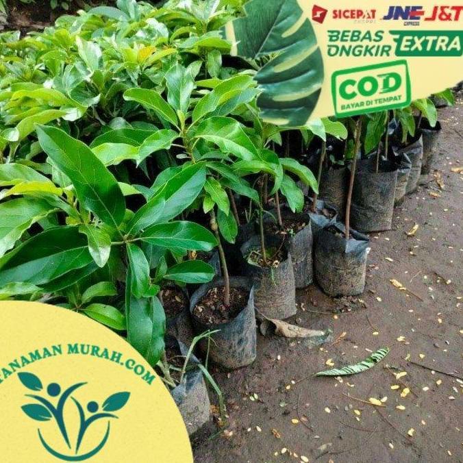 Termurah bibit tanaman alpukat mentega merah 50cm .