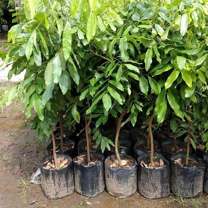 Central bibit unggul kelengkeng new kristal