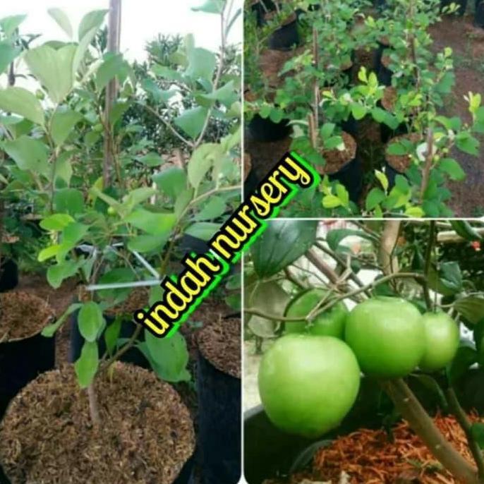 bibit buah apel futsal/putsal/apel india sudah berbuah