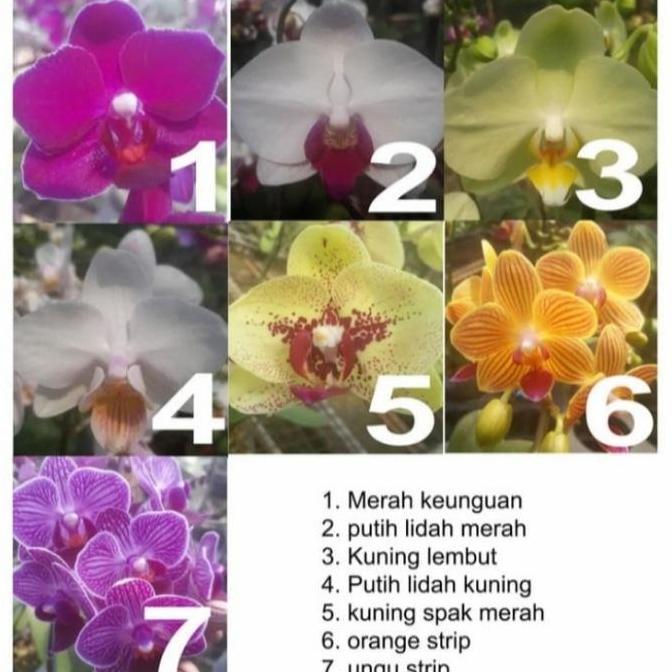 Bibit Anggrek Bulan Mini (dewasa siap berbunga)