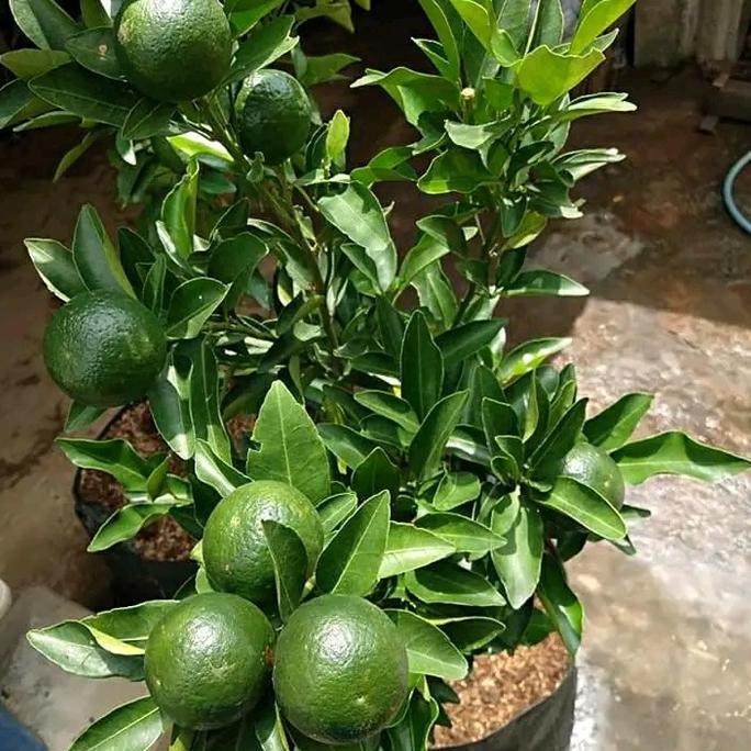 Bibit jeruk santang madu berbuah termurah