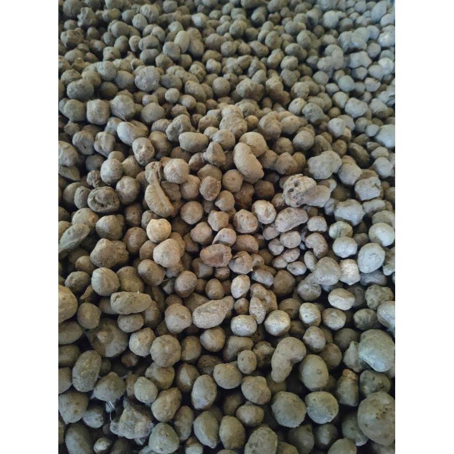 Bibit Porang Katak 500 gram isi 1000 lebih