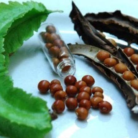 ( 1 Kg ) Benih Biji Sayuran Kecipir Lalap | Kecipir Sayur | Kecipir Hijau