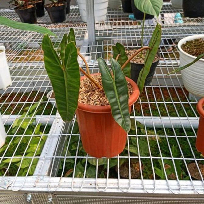 Philodendron Kabel Busi Ori / Philodendron Billietiae Original