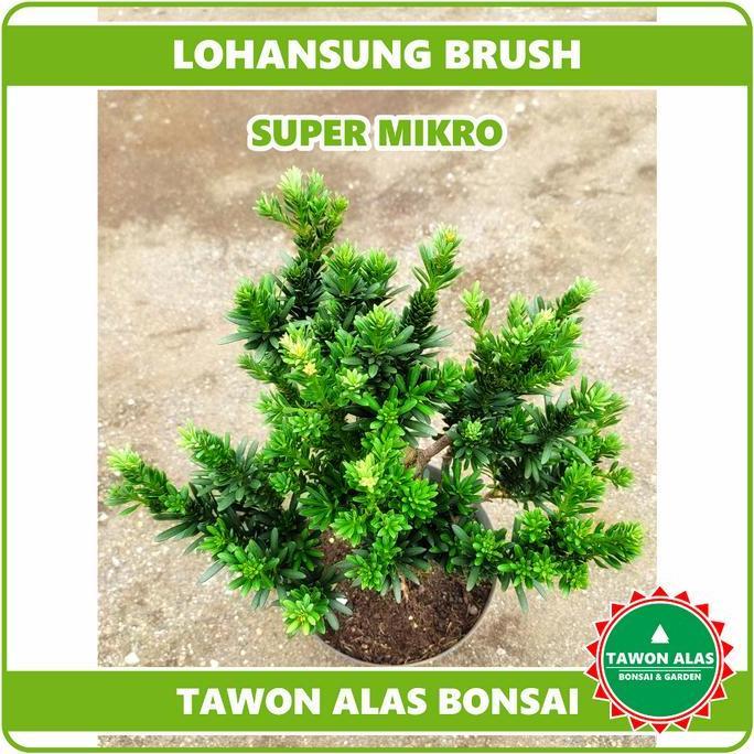 LOHANSUNG TANAMAN BONSAI | Taiwan Air Brush Super Mikro Blue Ice Pink Blue Cincuan | Bahan Bonsai | 
