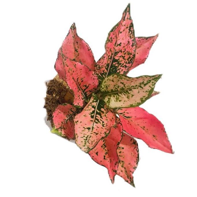 Benih bunga aglonema Kom Kom super