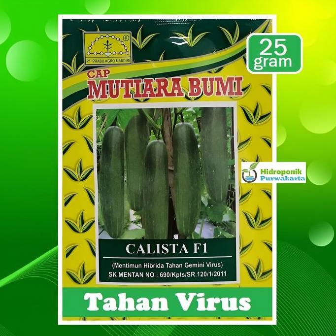 Benih Timun Mentimun Ketimun Calista F1 Cap Mutiara Bumi Buah Hijau Tua Isi 25 Gram