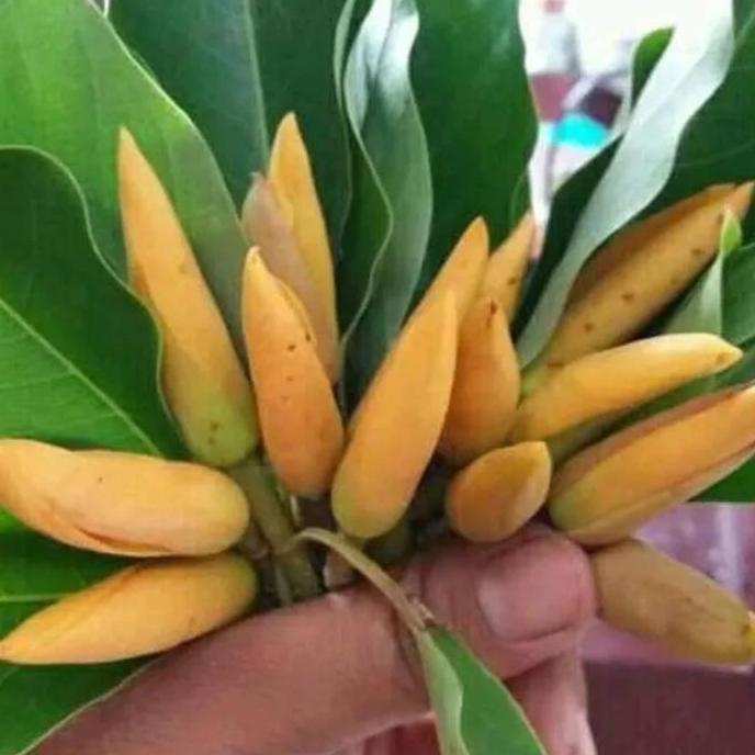 Bibit Bungga Cempaka Kembang Kantil Kuning