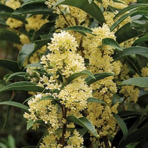 Tanaman Sweet Osmanthus (Gui Hua )