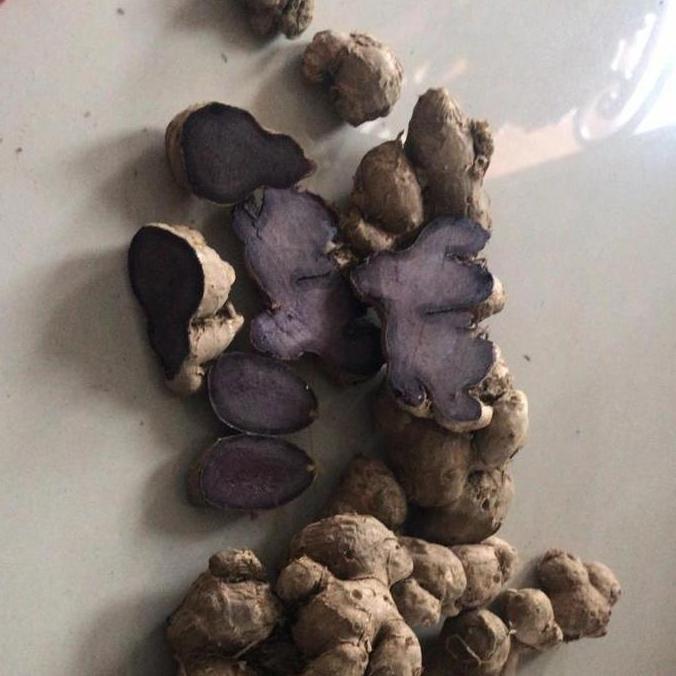 bibit rimpang umbi kunyit hitam asli