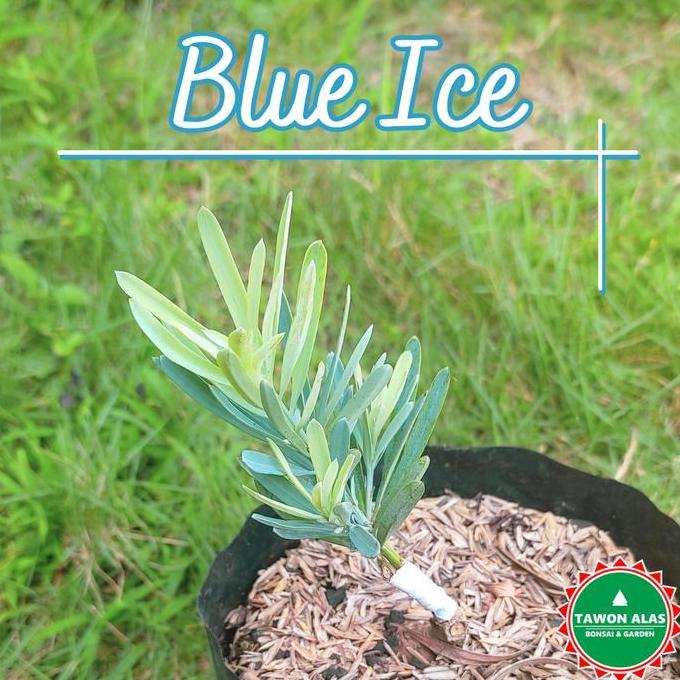 TANAMAN BONSAI LOHANSUNG, Cincuan Taiwan Air Brush Super Mikro Blue Ice Pink | Tawon Alas