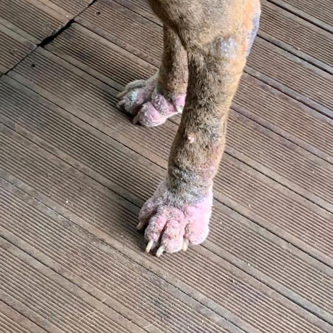 ivermectin oral,obat demodek,obat kutu,kucing,kelinci,scabies