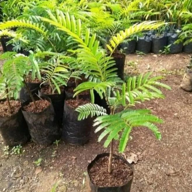 bibit petai hibrida unggul okulasi cepat berbuah TUMBUHAN