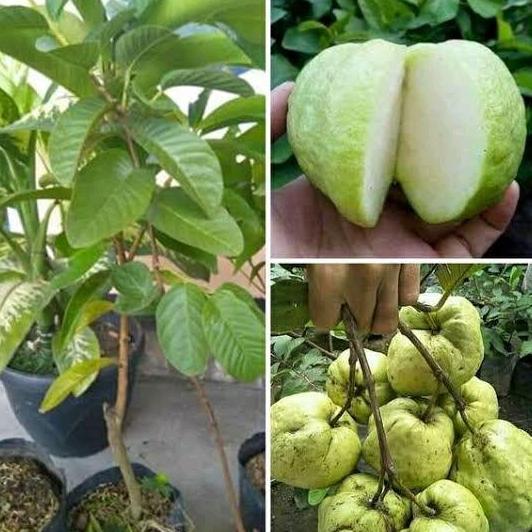 Benih bibit jambu kristal tanpa biji kualitas super unggul TUMBUHAN