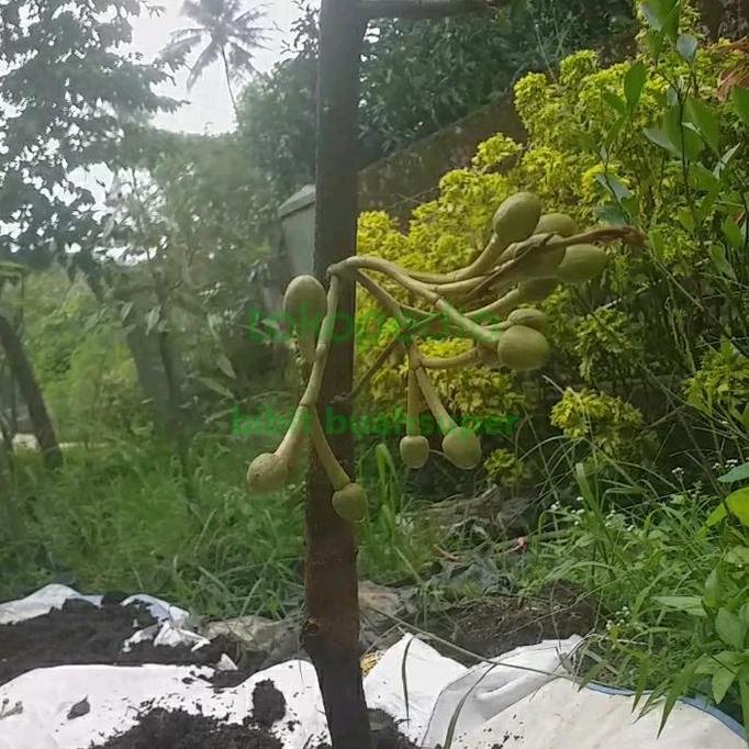 pohon durian montong sudah berbunga hasil okulasian cepat berbuah TUMBUHAN