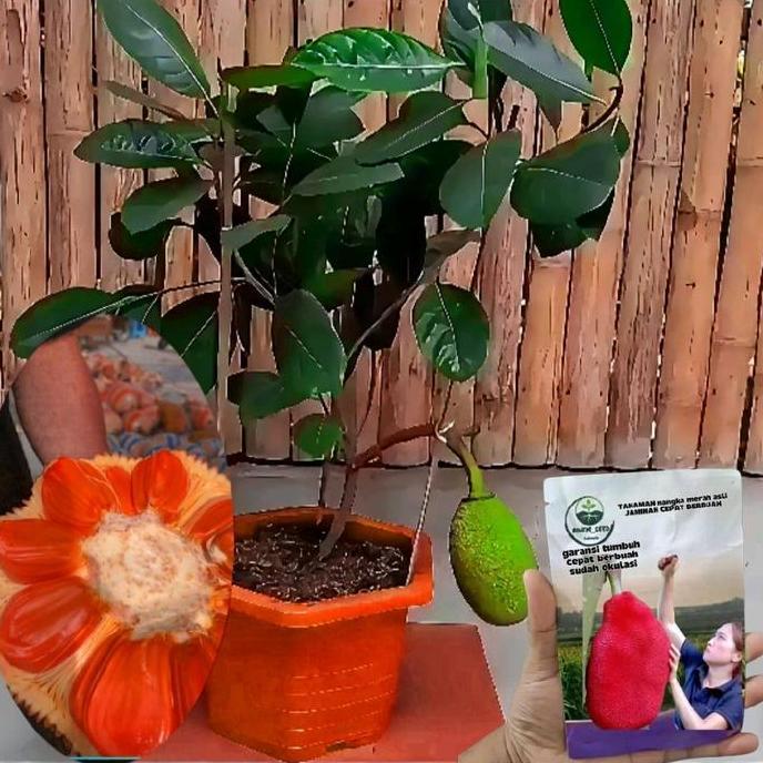 benih tanaman nangka merah madu asli  okulasi cepat berbuah TUMBUHAN