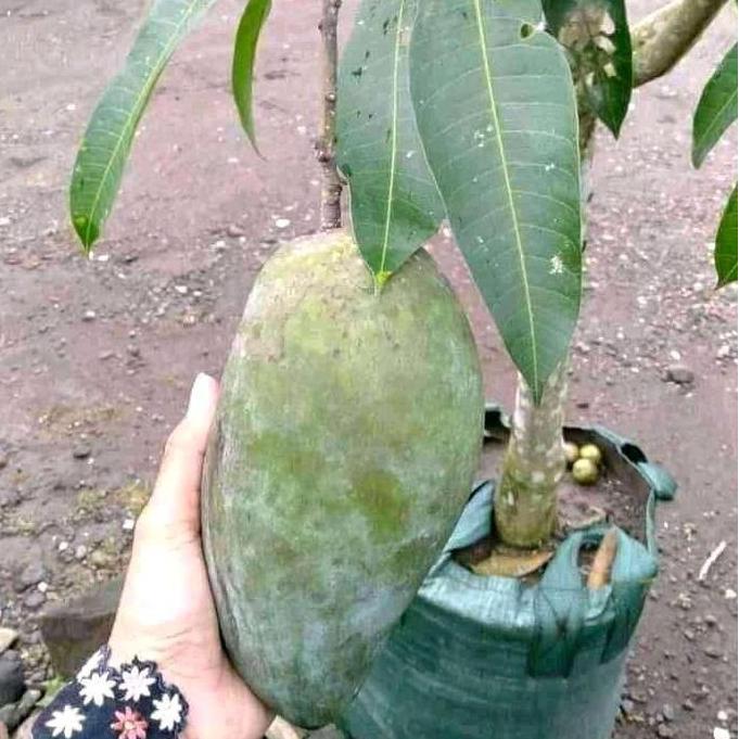 Bibit MANGGA KIOJAY siap berbuah TUMBUHAN