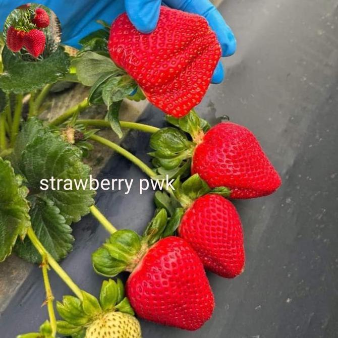 bibit strawberry ichan king TUMBUHAN