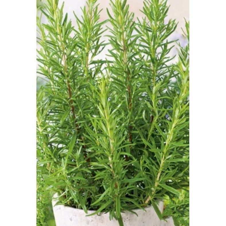 Tanaman Rosemary, Pohon Rosemary Ukuran Besar Termurah