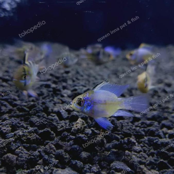 New- Blue elektrik XL indukan - blue electric ramirezi balon slayer