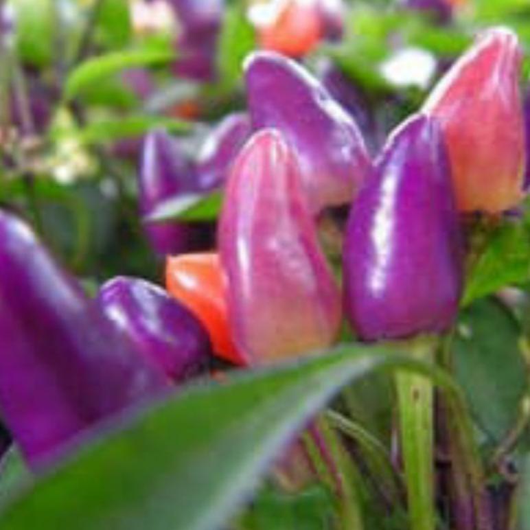 Benih Cabe Hias Ungu Purple Candle Light Isi 2 Biji Bisa Dikonsumsi.. Bibit Tanaman Garansi